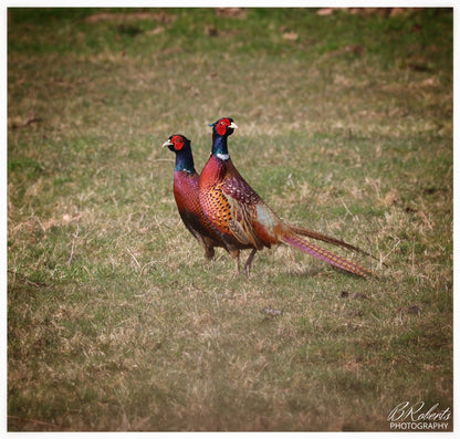 Male Pheasants
